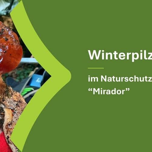 Champignons d'hiver