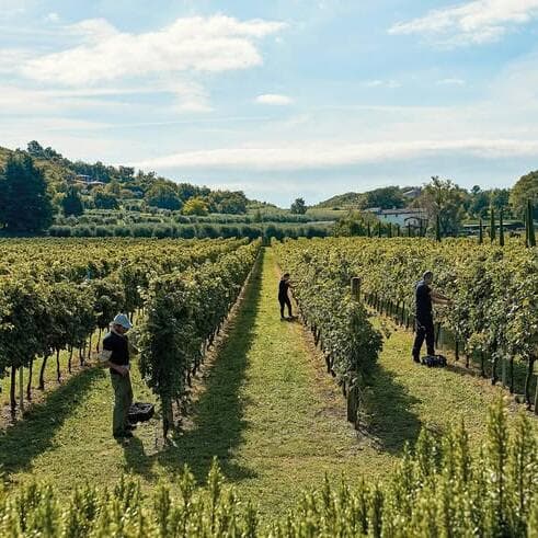 Wine and delicatessen tasting at Va Sano in Junglinster