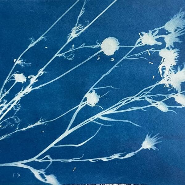 Youth Corner Photo | Ages 6-12 | L’herbier bleu
