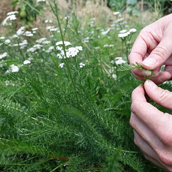 Accessible to All – Wild Herb Hike and Tasting