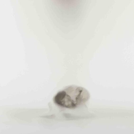Curator Tour: Anne Imhof | DE