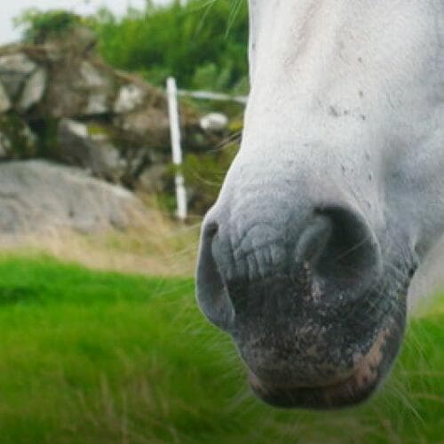 Filmfriend - Tuffi Atelier, Connemara - As the Land, so the Pony