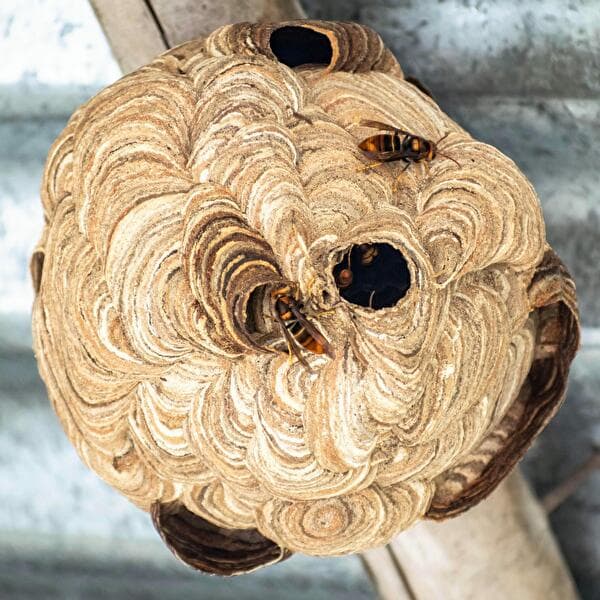 The Asian hornet – how to identify it, how to take the right action – Information evening