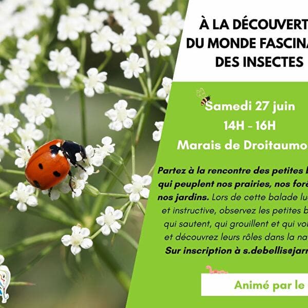 Environmental animation - Discovering the fascinating world of insects
