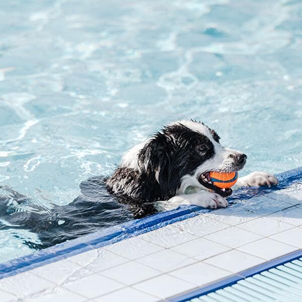 Baignade pour chiens