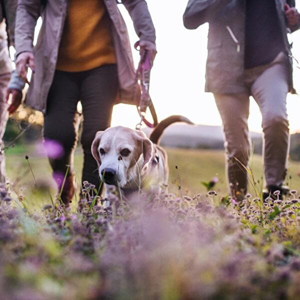 Rencontre canine - Balade en groupe avec un coach
