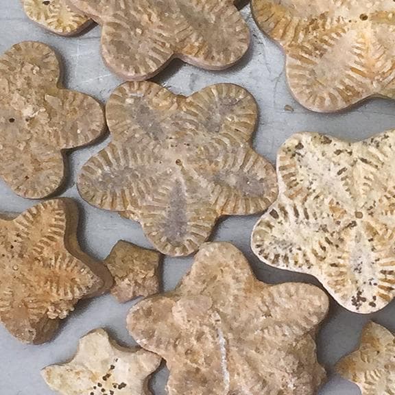Mikrofossilien 11-18 ans