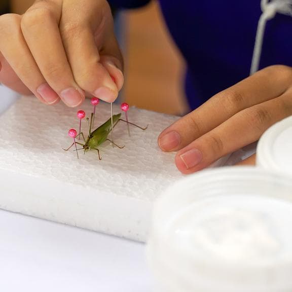 Préparation d’insectes (11-18 ans)