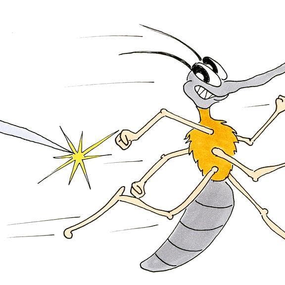 Collection d’insectes (9-10 ans)