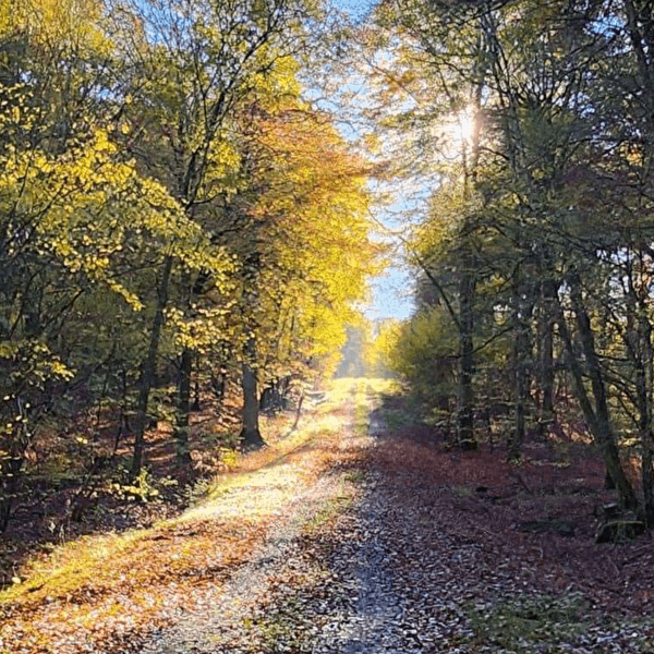 Discovering the forest with the ONF