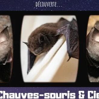 Discovering Bats and Friends