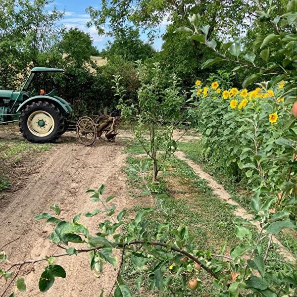 Potato Harvest