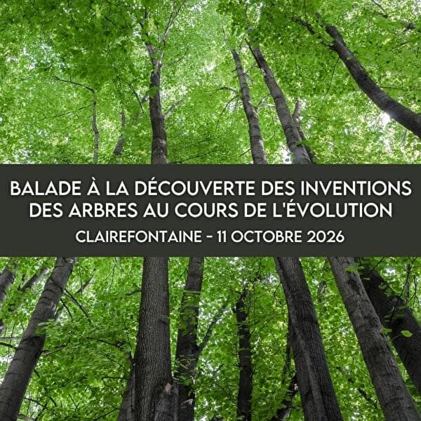 Walk discovering the inventions of trees through evolution