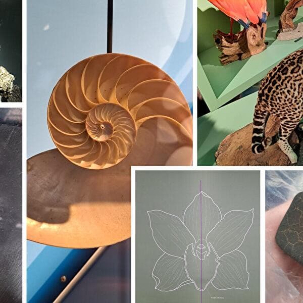 From Nature to Art: An Exploration of Forms