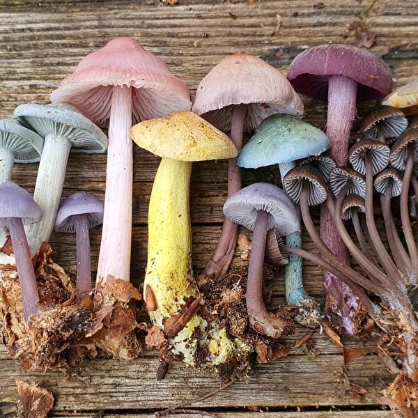 Guided mushroom walk