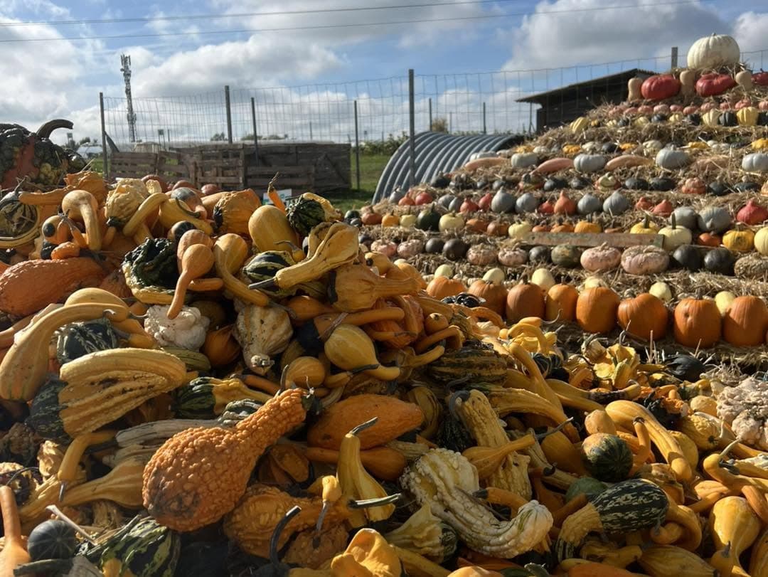 Cueillette de Peltre : pommes, citrouilles et légumes de saison - 7