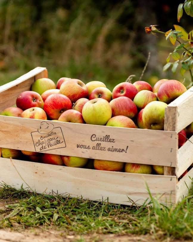 Cueillette de Peltre : pommes, citrouilles et légumes de saison - 3