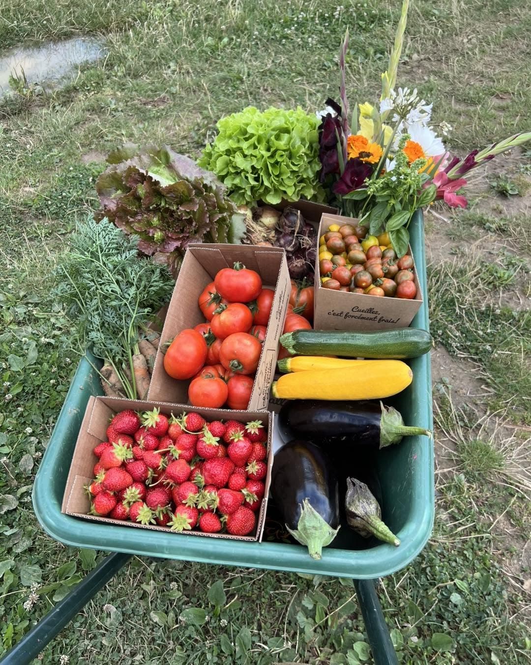 Cueillette de Peltre : pommes, citrouilles et légumes de saison - 5