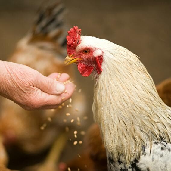 Here comes the chickens