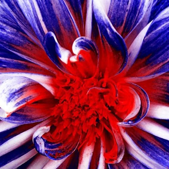 Incomparable know-flower...how