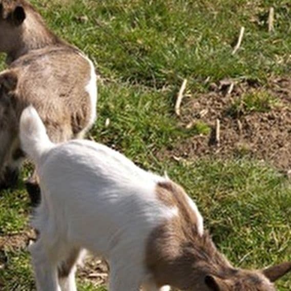 Educational mini farm - 1