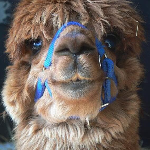 Is an alpaca a very hairy donkey?