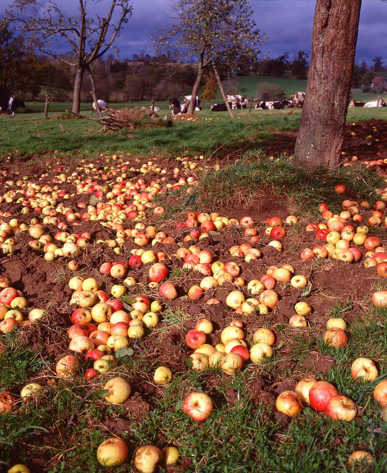 Rachecourt jus, jus de pomme artisanal en Belgique - 2