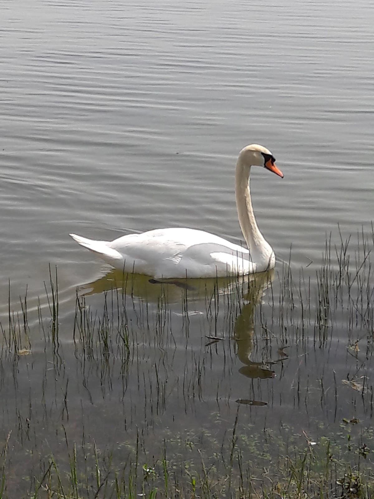 Baignade, pêche, paddle et vélo au Lac de la Madine - 11
