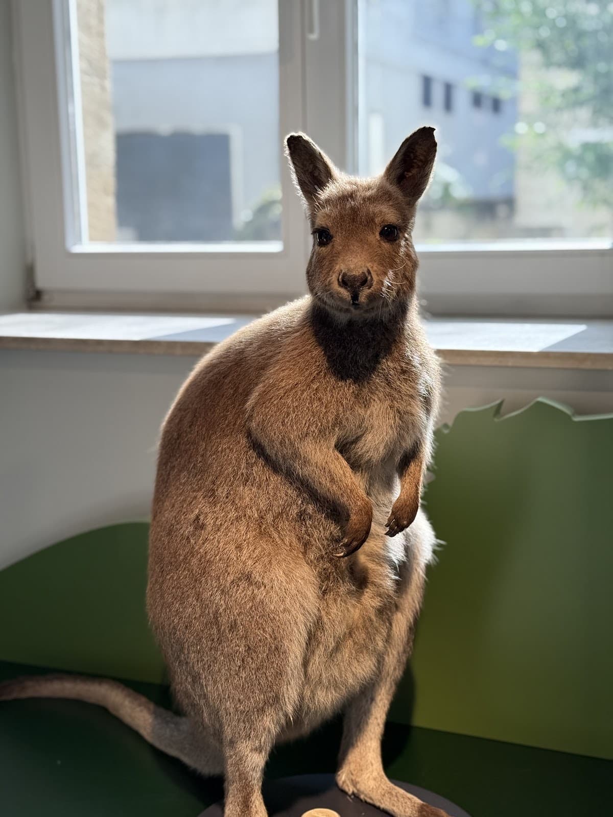 Naturmusée Luxembourg : animaux, sciences et découvertes - 9