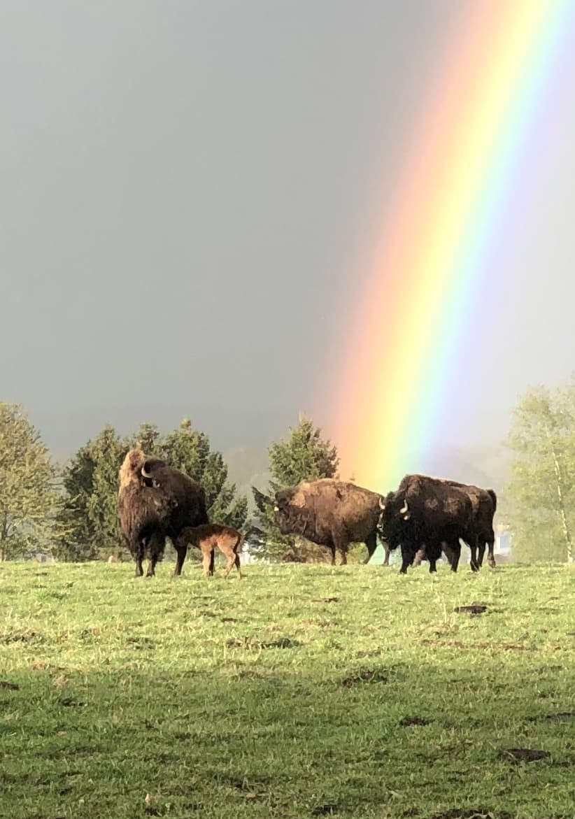Bisons en vue - 5