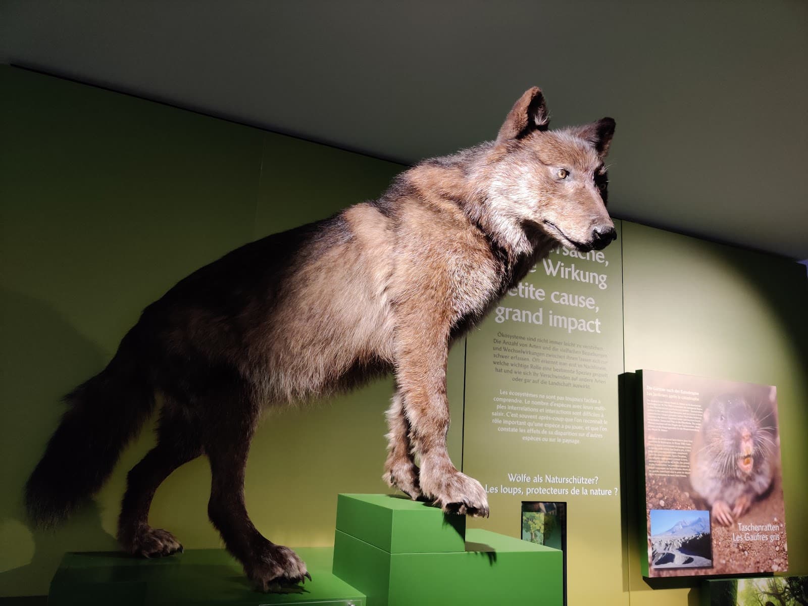 Naturmusée Luxembourg : animaux, sciences et découvertes - 11