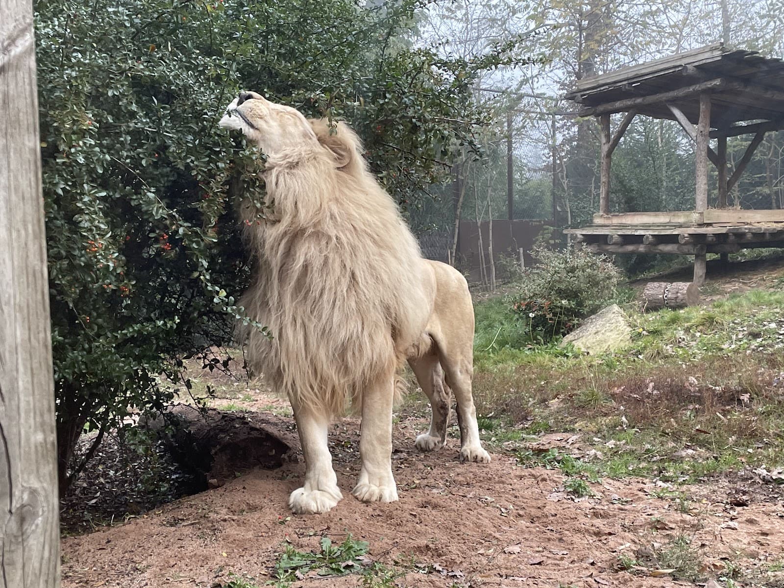 Meet the animals - 10