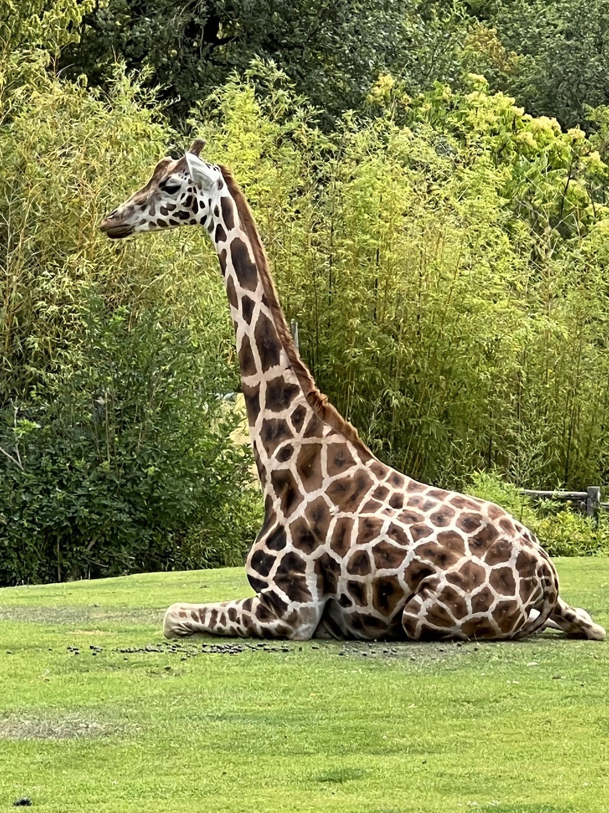 Meet the animals - 3