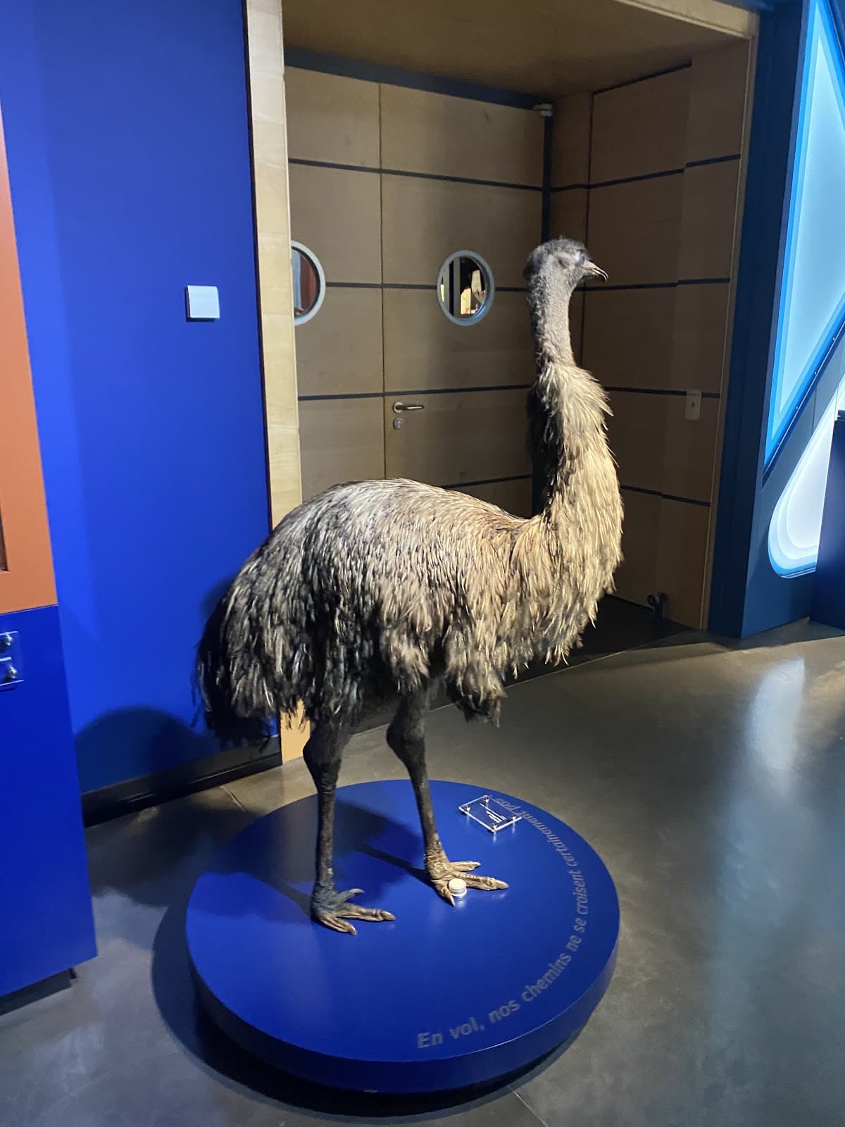 Naturmusée Luxembourg : animaux, sciences et découvertes - 10