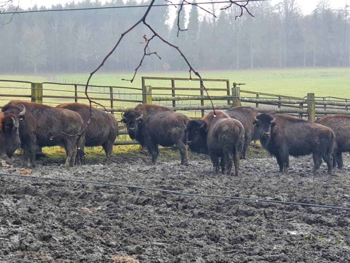 Bisons en vue - 7