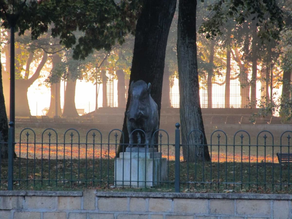 A walk for your little boars - 11