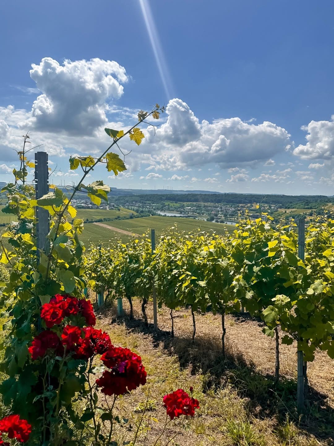 Afterwork au coeur des vignes - 3