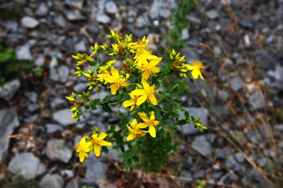 Plants on the Koll