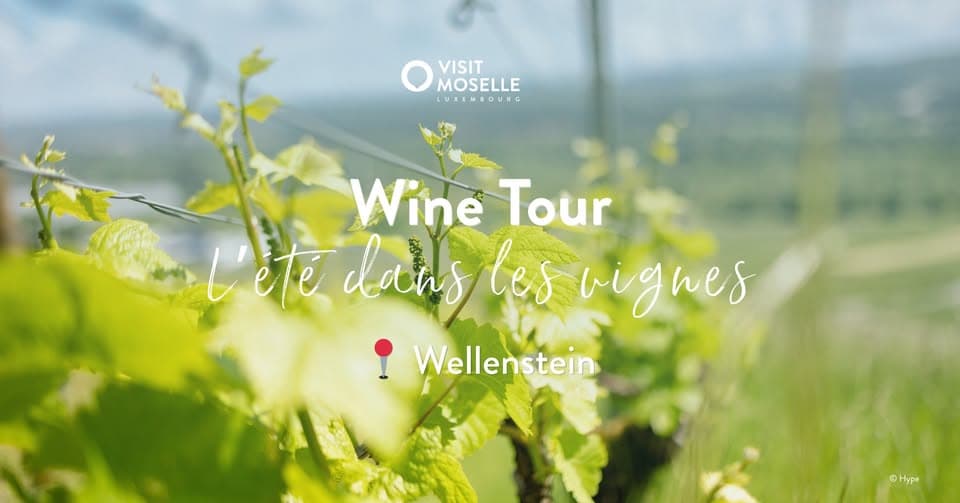 Afterwork Wine Tour - Summer in the Vineyards