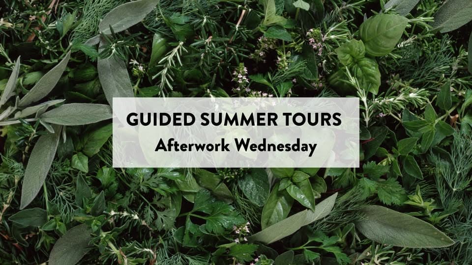 Discover wild plants