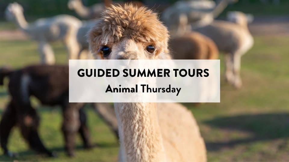 Meet & Walk with Alpacas