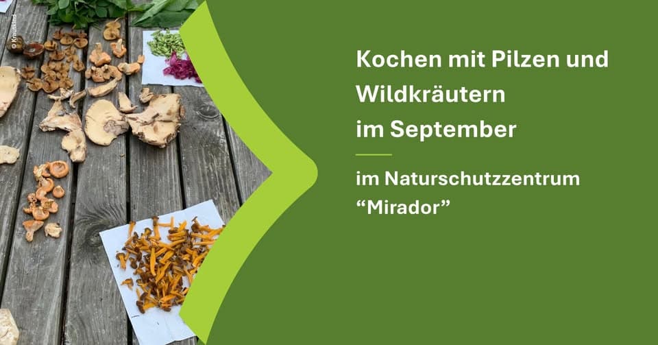 Cooking with mushrooms and wild herbs in September