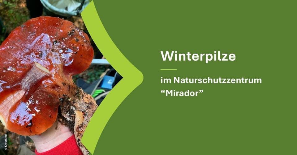 Champignons d'hiver