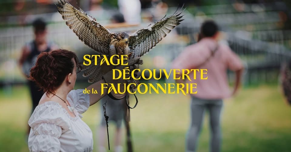 Falconry introduction for children / adults