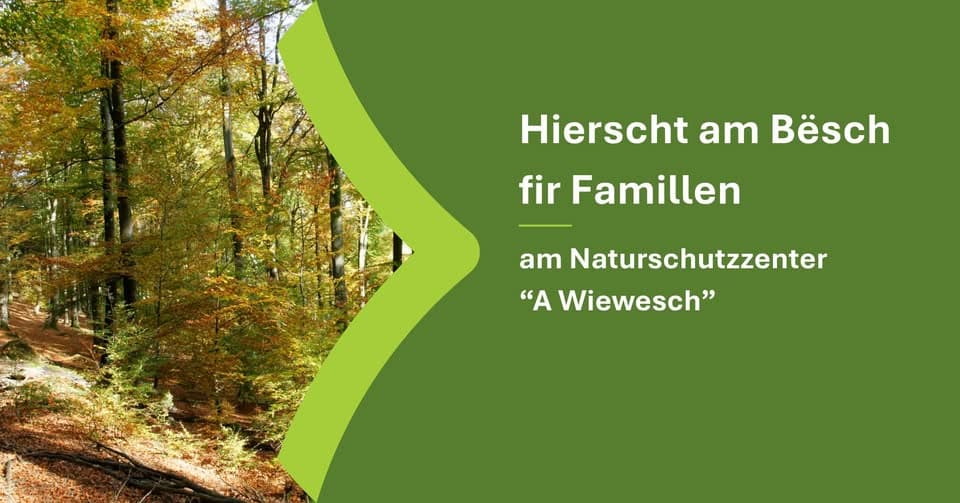 L’automne en forêt pour les familles