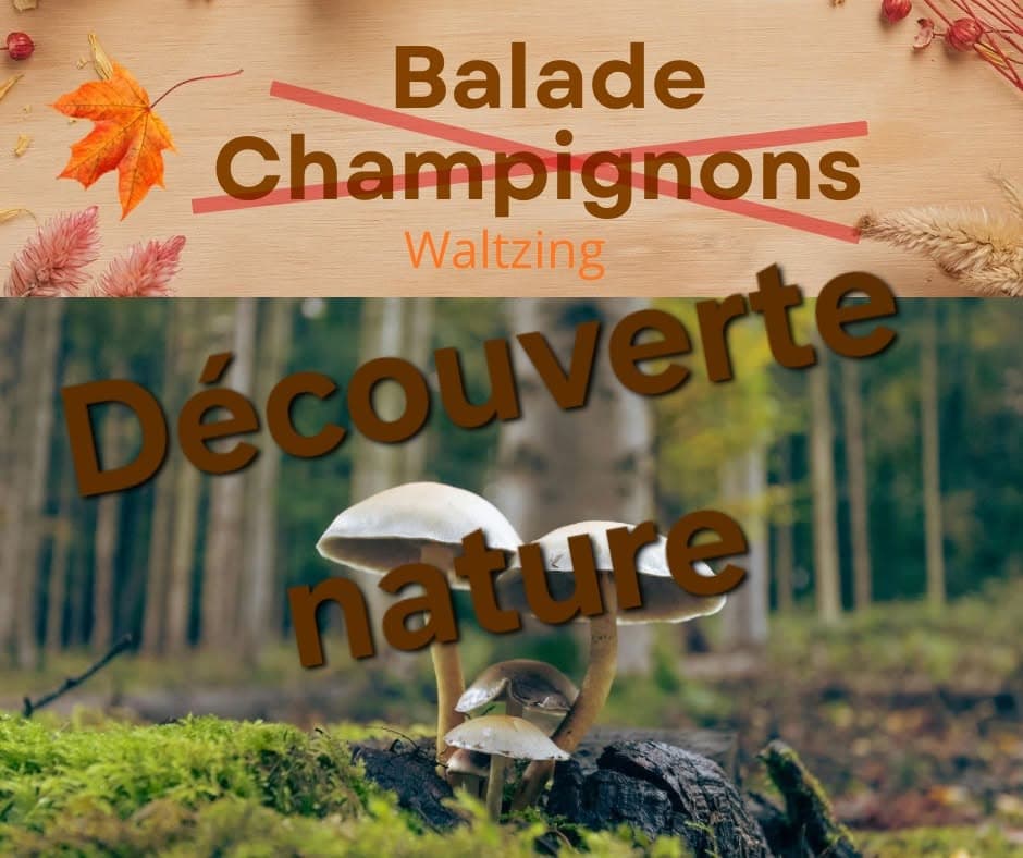 Balade découverte nature