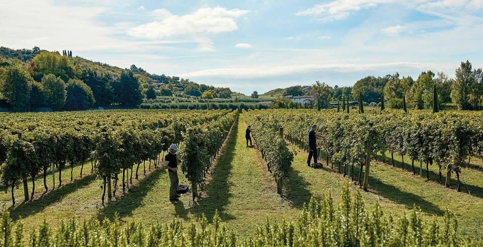 Dégustation de vins et épicerie fine chez Va Sano à Junglinster