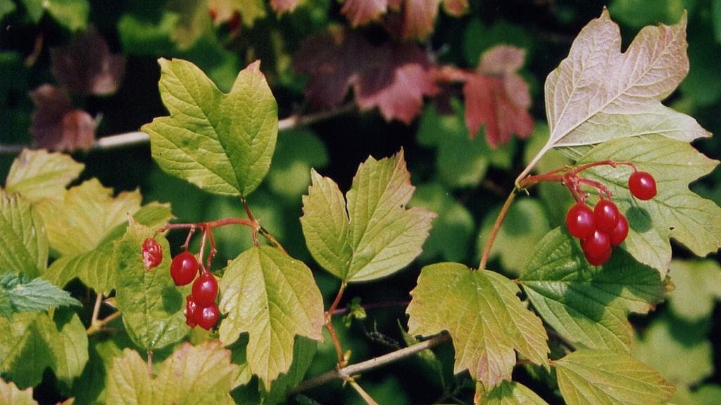 Kirchberg Arboretum - Beeches, Oaks, and Native Woody Plants