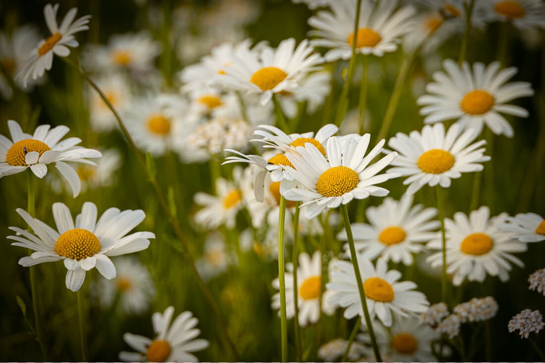 Summer green and intoxication of the senses: a journey through fragrant meadows and tasty leaves!