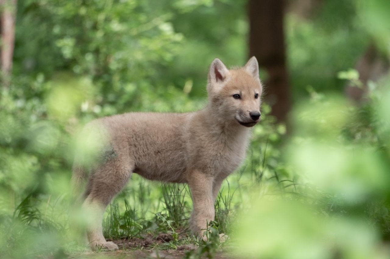 Wolf stories explained to children